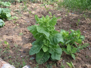 田间嫩绿蔬菜茁壮成长