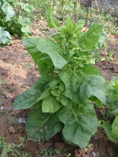 绿叶蔬菜生机勃勃的植株