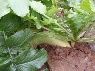 田间生长的新鲜绿叶蔬菜