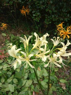 优雅绽放的美丽白色花朵