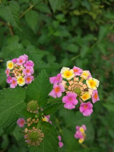 多彩马缨丹绽放绿意间