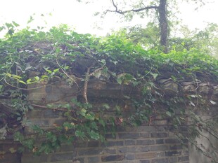 爬满绿植的古老砖墙