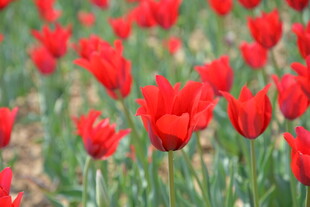 红色郁金香花海