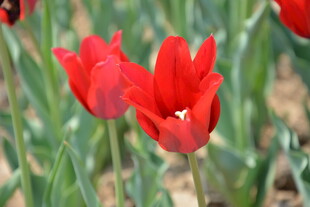 娇艳红郁金香绽放