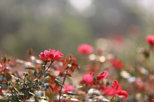 娇艳绽放的红色花卉