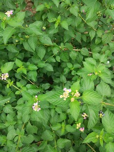 绿叶丛中的小花