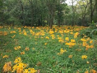 林间黄花盛放的美丽景致