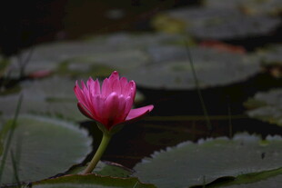 娇艳粉色睡莲绽放