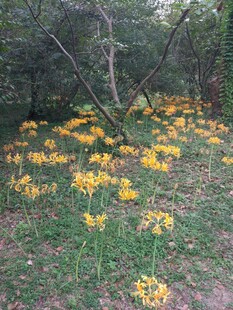 林间绽放的黄色野花