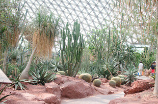 沙漠植物景观 多样仙人掌
