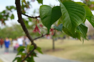 枝头绿叶 春日公园景象