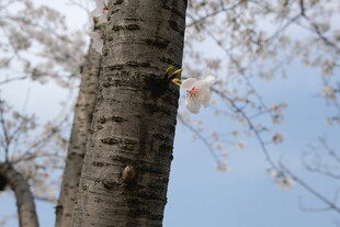 树干特写 蓝天背景中的树