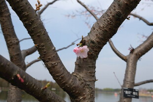 枝头绽放的粉嫩樱花