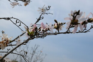 玉兰花枝绽放于蓝天