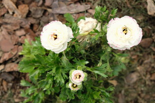 白色毛茛花绽放