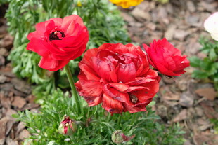 娇艳红色花毛茛