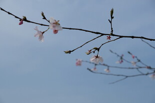 枝头绽放的粉嫩樱花