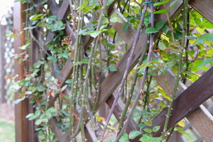 藤蔓缠绕木质结构景观