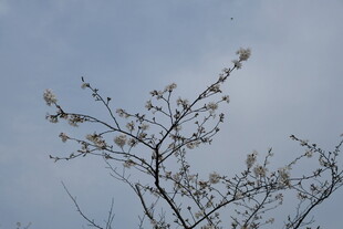 枝头繁花绽于蓝天之下