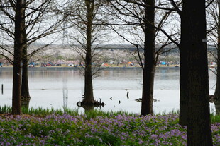 湖畔树木与繁花景致