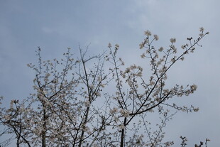 枝头绽新花的树木