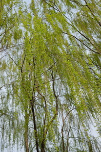 嫩绿柳枝低垂的清新景象