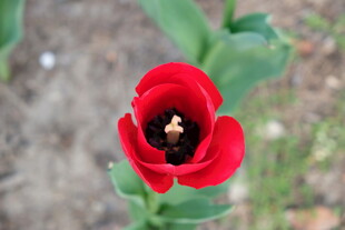 娇艳红郁金香特写