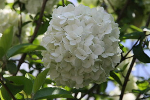 洁白绣球花 绽放于绿叶间