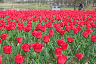 红色郁金香花海美景