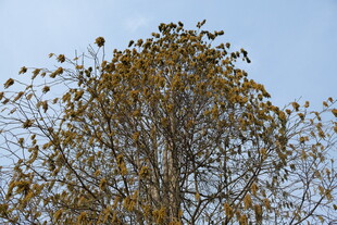 秋日枝头黄叶蓝天景象