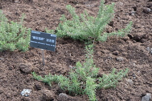 小植株与标识牌