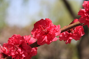 枝头娇艳红桃花