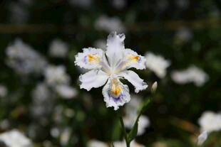 白色鸢尾花特写