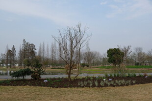 郊外冬日宁静景观