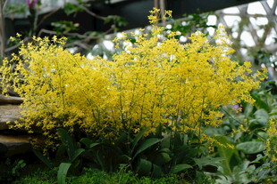 金黄灿烂的垂吊花卉