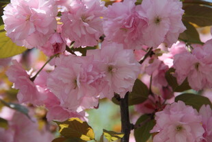 粉嫩樱花绽放枝头