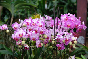 娇艳多彩的美丽兰花绽放