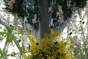 花园中的多彩花卉景观