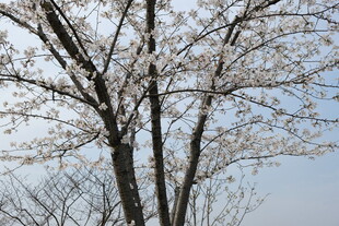 枝头绽放的美丽樱花