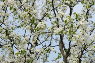 春日繁花盛开的果树