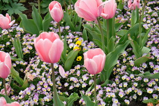 粉色郁金香与小花的美景