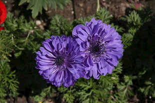 两朵紫色美丽的绽放花朵