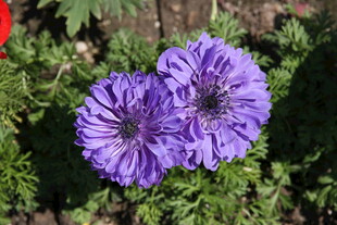 紫色美丽花朵绽放