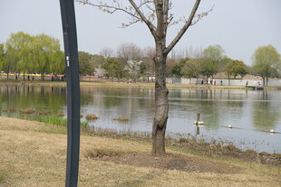 湖畔春景 静谧自然风光