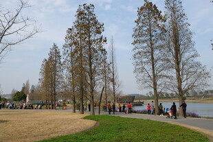 湖畔林荫道游人漫步赏景