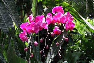 艳丽粉色兰花绽放