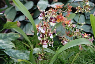 艳丽花卉绽放绿叶间