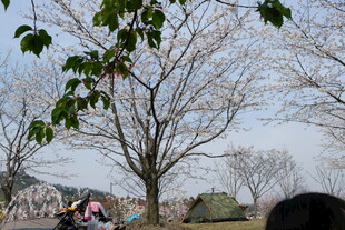 春日樱花树下的露营场景