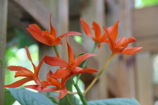 橙红色花朵绽放