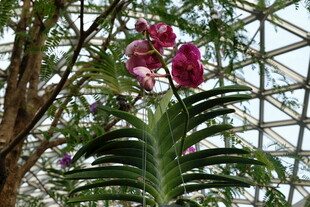 温室中的娇艳兰花